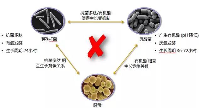 发酵豆粕最新内容与特色概览